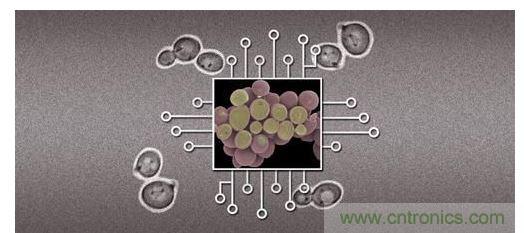 酵母菌(中)就像電子組件般的互連在一起，只不過這些細胞并非透過電線交流，而是經由僅能以適當接受器注入細胞的化學藥物進行互動。