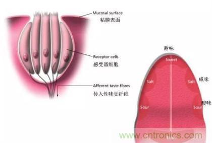 仿生傳感器的定義、原理、分類及應(yīng)用