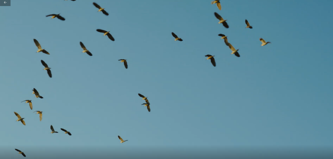 世界濕地日：?？低晹y手一個地球自然基金會，在上海守護(hù)這個重要“驛站”